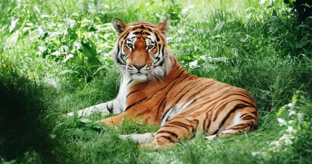 SUNDARBAN-TOUR-PACKAGE