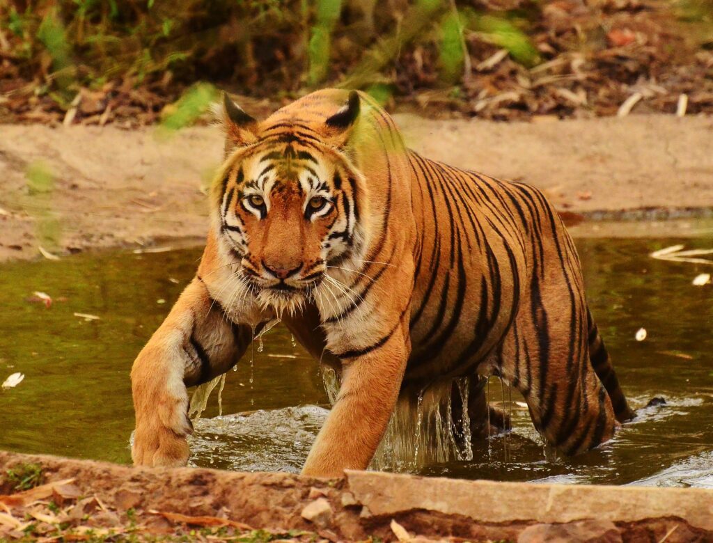 national park sundarban