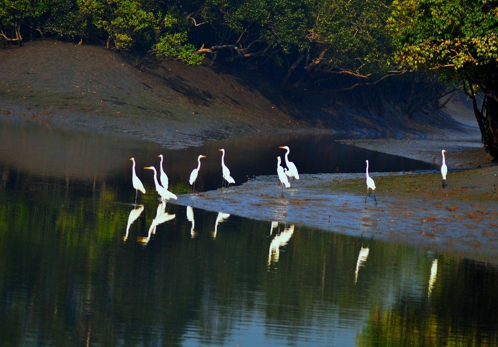 Sundarban mangrove creek — boat journey into the forest