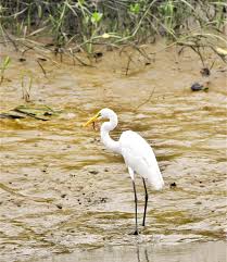 Sundarban National Park wildlife zone