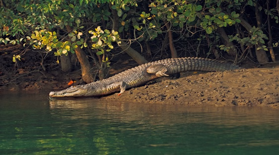 Sundarban forest entry boat
