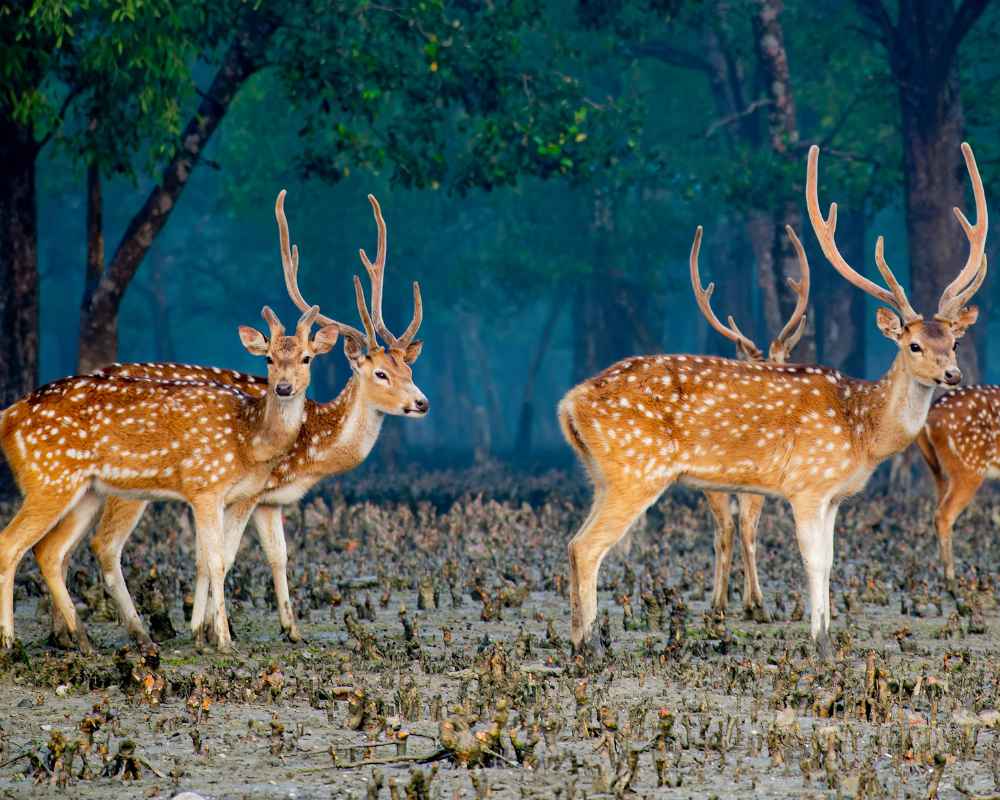 Sundarban mangrove roots and forest creek