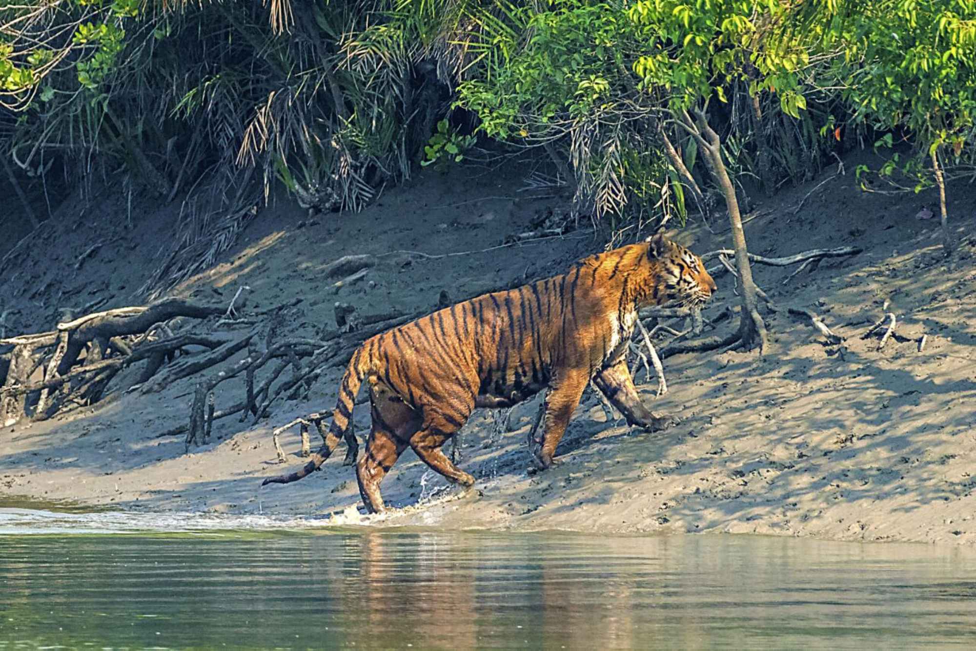 Royal Bengal Tiger in Sundarban Tiger Reserve